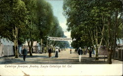 Catalina Avenue Avalon, CA Postcard Postcard