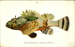 Scorpionfish Postcard Postcard