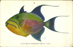 Queen Triggerfish (Balistes vetula) Postcard