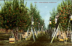 Apple Orchard Postcard