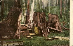 The Cedar Log perfectly sound Postcard