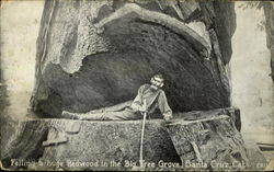 Felling a huge Redwood in the Big Tree Grove Santa Cruz, CA Postcard Postcard