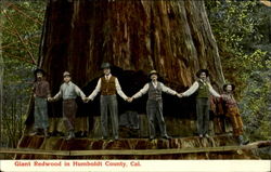 Giant Redwood in Humboldt County, CA California Postcard Postcard