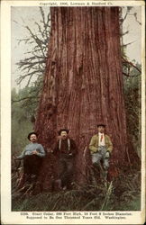 Giant Cedar Postcard