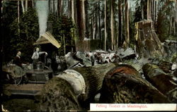 Felling Timber in Washington Postcard