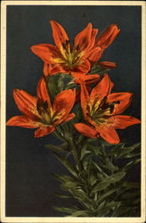 Lilium bulbiferum Postcard