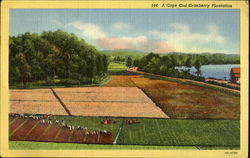 A Cape Cod Cranberry Plantation Postcard