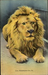 Lion, Philadelphia Zoo, Pa Postcard