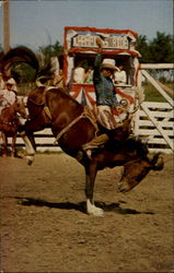 Champions Ride Rodeo Sentinel Butte, ND Postcard Postcard