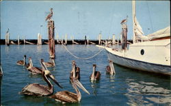 Pelicans awaiting lunch Birds Postcard Postcard