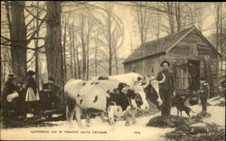 Gathering Sap in Vermont Maple Orchard Postcard