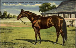 Citation. "One of the Greatest Race Horses of All Time" Postcard