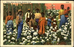 Down where the Cotton Blossoms Grow Postcard