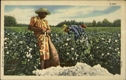 Cotton Picking Scene Postcard