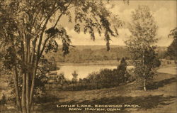 Lotus Lake, Edgewood Park New Haven, CT Postcard Postcard