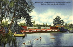 Feeding the Ducks at Colorful Weekiwachee Spring on U.S. #19 Postcard