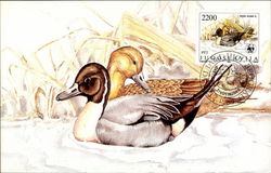 Northern Pintail Ducks Postcard