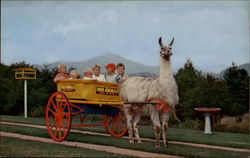 Unique Llama Ride a 1000 Alive Fur & Game Animals Postcard