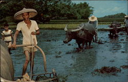 Philippine Farm Scene Postcard