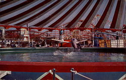 The Sea Circus - Pacific Ocean Park Postcard