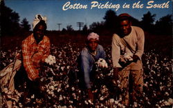 Cotton Picking in the South Postcard