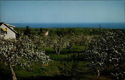 Springhill Orchards Postcard