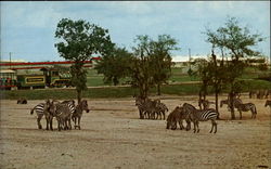 Zebras in Busch Gardens Postcard