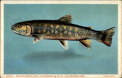 Eastern Brook Trout Photographed Alive, Yellowstone Park Postcard