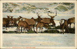 American Elk, Yellowstone Park California Yellowstone National Park Postcard Postcard