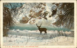 Mule Deer (Buck), Yellowstone Park Postcard