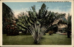 Fine specimen of rare Traveler's Palm Florida Postcard Postcard