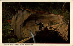 Big fir, split, lumber scene Postcard