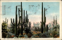 Giant Cacti (Sahuaro) on the Arizona desert Postcard Postcard