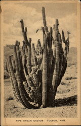 Pipe Organ Cactus Tuscon, Ariz Postcard