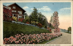 A beautiful hedge of roses near the approach to the city, Portland, Oregon Postcard Postcard