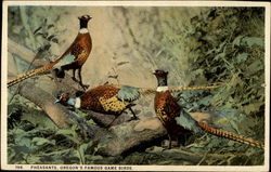 Pheasants, Oregon's famous game birds Postcard Postcard