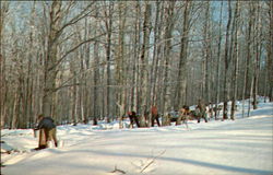 Maple Sugar Time in Vermont (Gathering Sap) Postcard