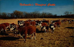 Nebraska's Hereford Cattle Postcard