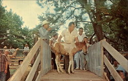 Auction - Chincoteague Pony Penning Postcard