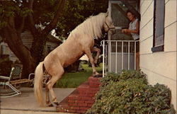 Cloudy: The Little Beggar Horses Postcard Postcard