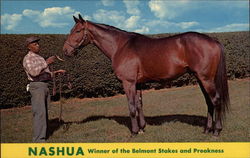 Nashua Horses Postcard Postcard