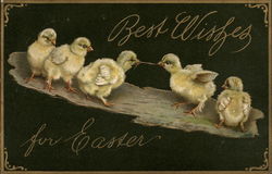 Chick tug of war Postcard