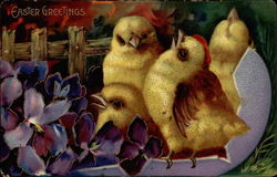 Chicks and Violets With Chicks Postcard Postcard