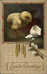 Newly Hatched Chick Postcard