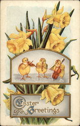 Chicks Playing Violins With Chicks Postcard Postcard