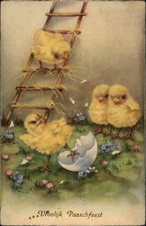 Precious Yellow Chickie Hatchlings With Chicks Postcard Postcard