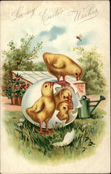 Four Chicks Hatching From One Egg Postcard