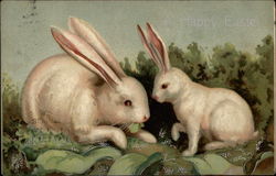 Two White Rabbits Postcard