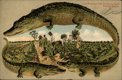 Alligator Border S 634 Alligators Postcard Postcard