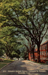 Driveway through Campus, University of Tennessee Knoxville, TN Postcard Postcard